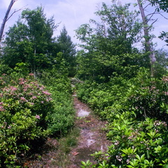 Big South Fork country